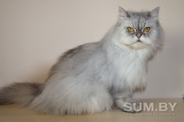 Персидская кошка в дар объявление Продам уменьшенное изображение 