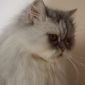 Персидская кошка в дар объявление Продам уменьшенное изображение 3