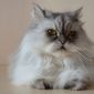 Персидская кошка в дар объявление Продам уменьшенное изображение 5