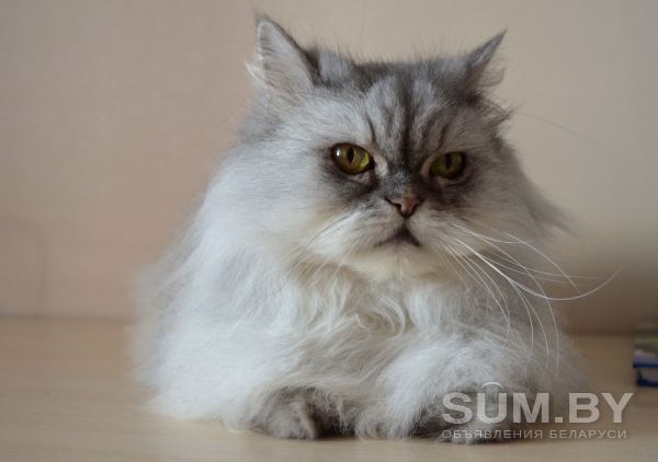 Персидская кошка в дар объявление Продам уменьшенное изображение 