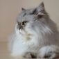Персидская кошка в дар объявление Продам уменьшенное изображение 4