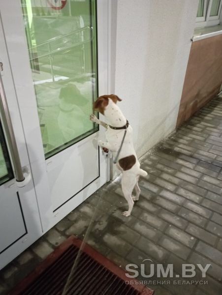 Продам собаку по Кличке Рокки порода Джек Рассел терьер , хороший друг детям и взрослым объявление Продам уменьшенное изображение 