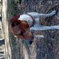Продам собаку по Кличке Рокки порода Джек Рассел терьер , хороший друг детям и взрослым объявление Продам уменьшенное изображение 3