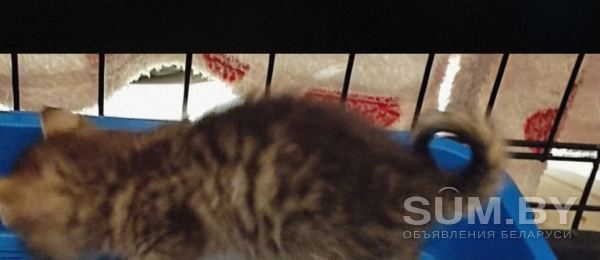 Котята котенок в добрые руки объявление Отдам даром уменьшенное изображение 