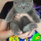 Котёнок объявление Продам уменьшенное изображение 1