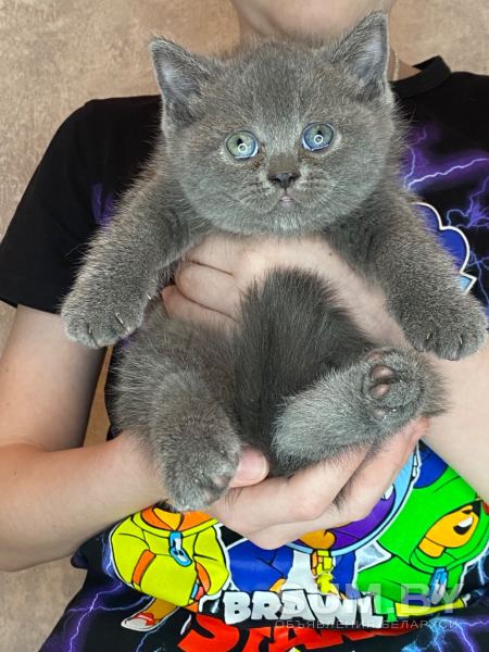 Котёнок объявление Продам уменьшенное изображение 