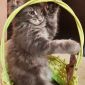 Продаются чистокровные котята Мэйн Кун объявление Продам уменьшенное изображение 2