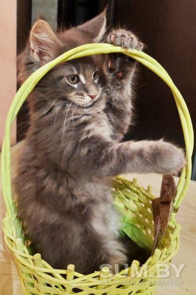 Продаются чистокровные котята Мэйн Кун объявление Продам уменьшенное изображение 