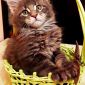 Продаются чистокровные котята Мэйн Кун объявление Продам уменьшенное изображение 3