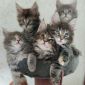 Продаются чистокровные котята Мэйн Кун объявление Продам уменьшенное изображение 6