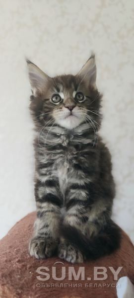 Продаются чистокровные котята Мэйн Кун объявление Продам уменьшенное изображение 
