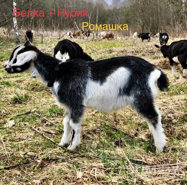 Продам дойных коз и козочек 1, 5-4 мес объявление Продам уменьшенное изображение 