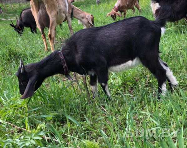 Продам дойных коз и козочек 1, 5-4 мес объявление Продам уменьшенное изображение 