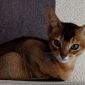 Абиссинские котята объявление Продам уменьшенное изображение 3