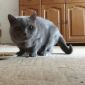 Кошка Дуся ищет новый Дом объявление Отдам даром уменьшенное изображение 1