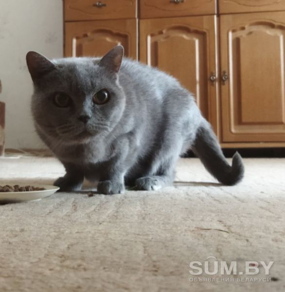 Кошка Дуся ищет новый Дом объявление Отдам даром уменьшенное изображение 