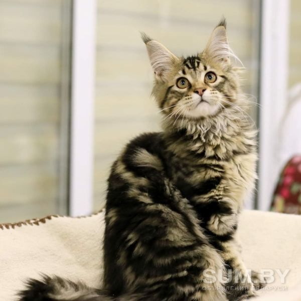 Котята мейн-куны из питомника объявление Продам уменьшенное изображение 