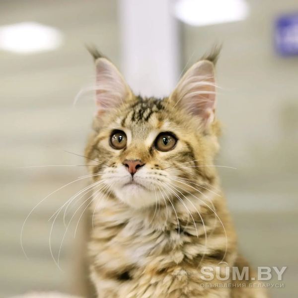 Котята мейн-куны из питомника объявление Продам уменьшенное изображение 