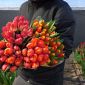 Тюльпаны в Минске объявление Продам уменьшенное изображение 6