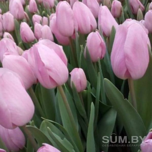 Тюльпаны в Минске объявление Продам уменьшенное изображение 