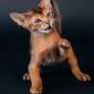 Абиссинский котенок объявление Продам уменьшенное изображение 1
