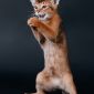 Абиссинский котенок объявление Продам уменьшенное изображение 3