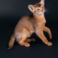 Абиссинский котенок объявление Продам уменьшенное изображение 4