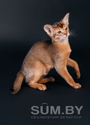 Абиссинский котенок объявление Продам уменьшенное изображение 