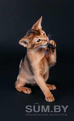 Абиссинский котенок объявление Продам уменьшенное изображение 