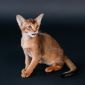 Абиссинский котенок объявление Продам уменьшенное изображение 6