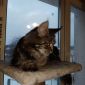 Продам кошку мейн-куна 7 лет объявление Продам уменьшенное изображение 1