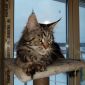 Продам кошку мейн-куна 7 лет объявление Продам уменьшенное изображение 2
