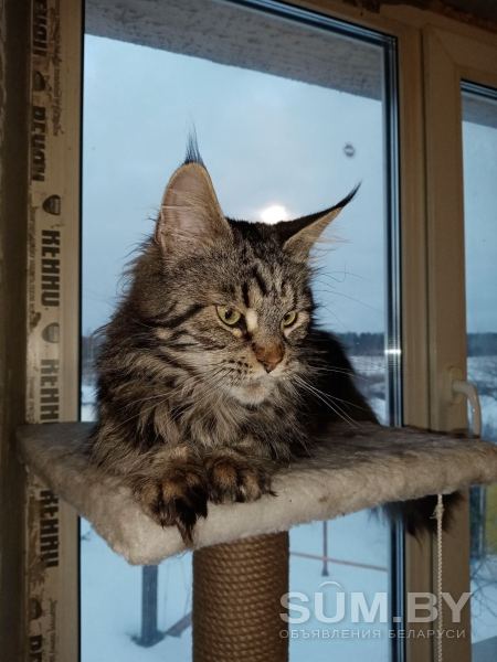 Продам кошку мейн-куна 7 лет объявление Продам уменьшенное изображение 