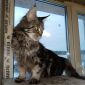 Продам кошку мейн-куна 7 лет объявление Продам уменьшенное изображение 3