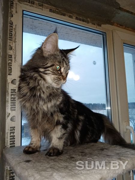 Продам кошку мейн-куна 7 лет объявление Продам уменьшенное изображение 