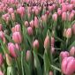 Тюльпаны оптом и в розницу объявление Продам уменьшенное изображение 3