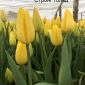Тюльпаны оптом и в розницу объявление Продам уменьшенное изображение 5