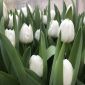 Тюльпаны оптом и в розницу объявление Продам уменьшенное изображение 4