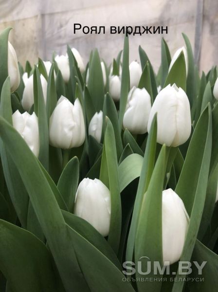 Тюльпаны оптом и в розницу объявление Продам уменьшенное изображение 