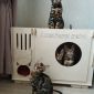 Бенгальский котенок. Питомник объявление Продам уменьшенное изображение 4