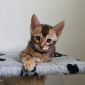 Бенгальский котенок. Питомник объявление Продам уменьшенное изображение 6