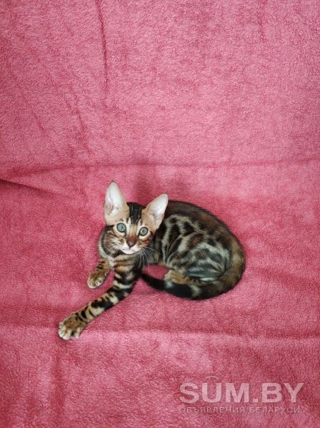 Бенгальский котенок. Питомник объявление Продам уменьшенное изображение 