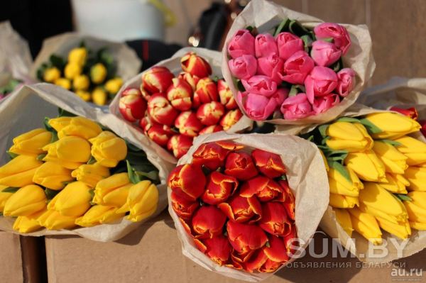 Тюльпаны выгодно оптом и в розницу в Минске объявление Продам уменьшенное изображение 