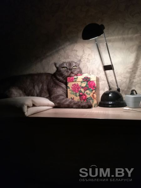 Породистая британская кошечка, с паспортом - в дар объявление Отдам даром уменьшенное изображение 
