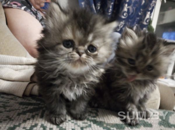 Перситские котята девочки объявление Продам уменьшенное изображение 