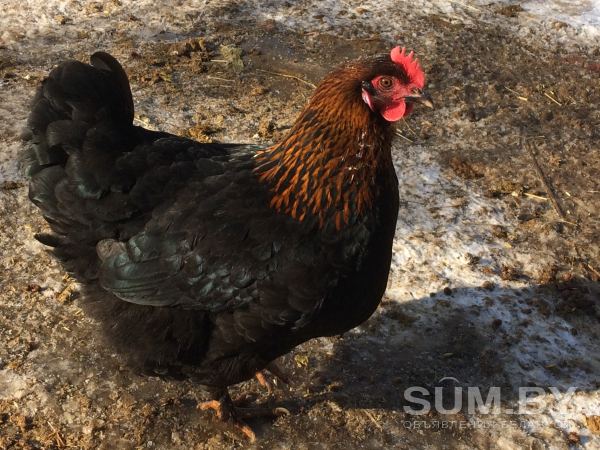 Цыплята пород: Черно-медный Маран объявление Продам уменьшенное изображение 