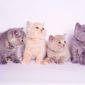 Однотонные клубные британские котята всех окрасов! объявление Продам уменьшенное изображение 1