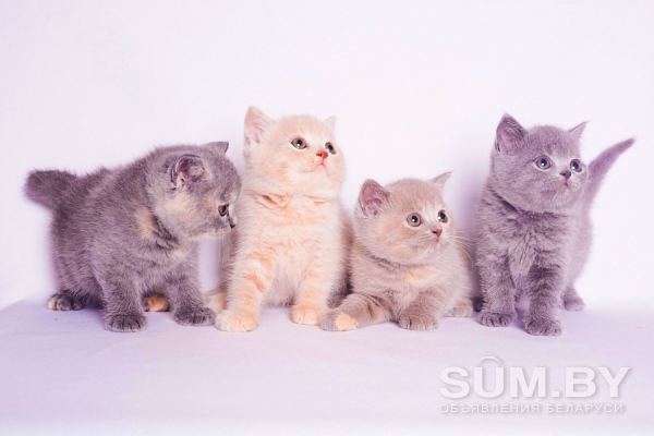 Однотонные клубные британские котята всех окрасов! объявление Продам уменьшенное изображение 