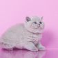 Однотонные клубные британские котята всех окрасов! объявление Продам уменьшенное изображение 4