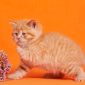 Однотонные клубные британские котята всех окрасов! объявление Продам уменьшенное изображение 6